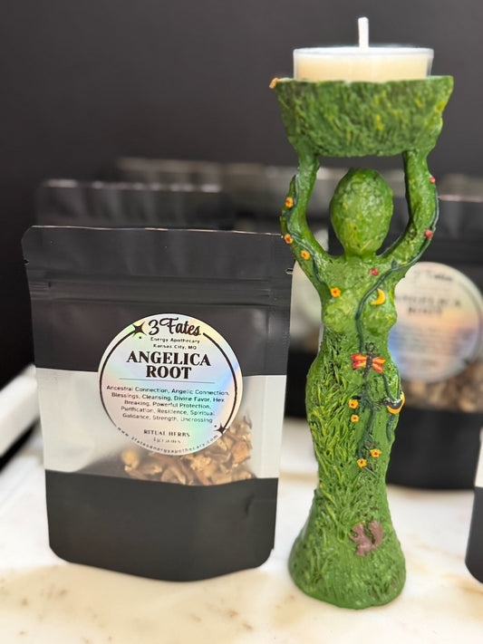 Angelica Root